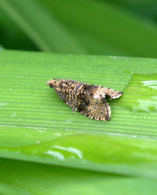 Celypha lacunana - vízparti tükrösmoly