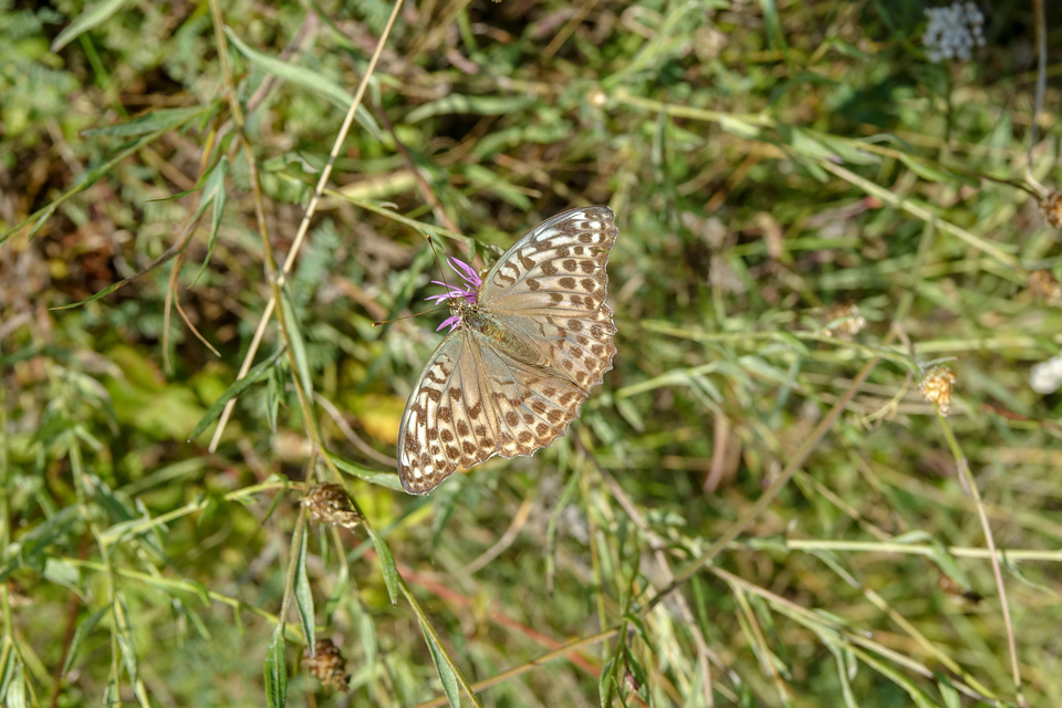 Argynnis paphia - nagy gyöngyházlepke