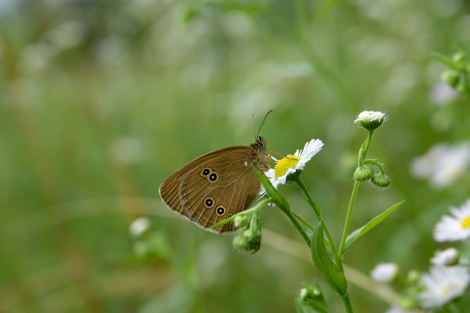 Aphantopus hyperanthus - közönséges ökörszemlepke