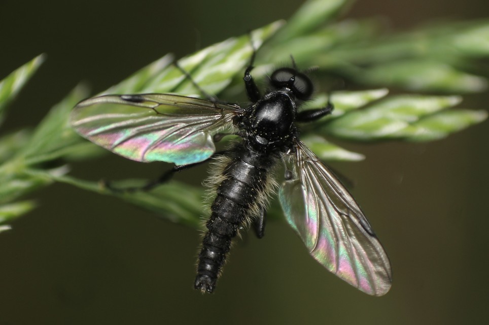 Bibionidae - bársonylegyek