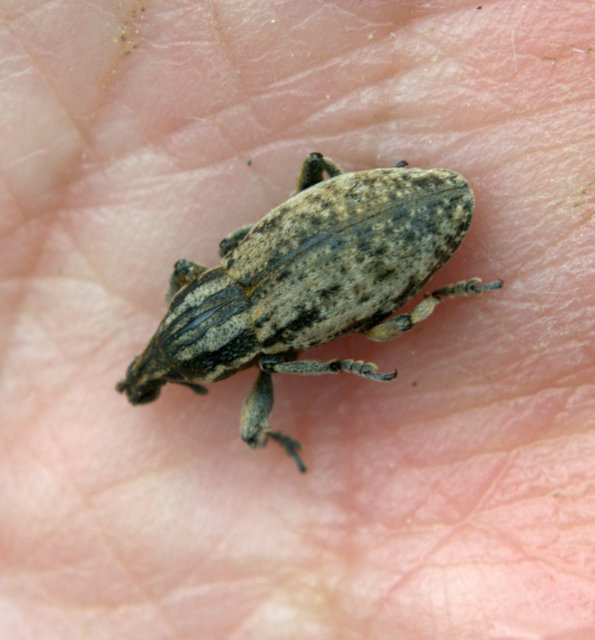 Pseudocleonus cinereus - hamvas barkó