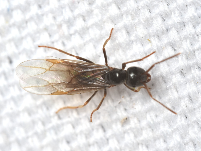 Lasius fuliginosus - kartonépítő fahangya