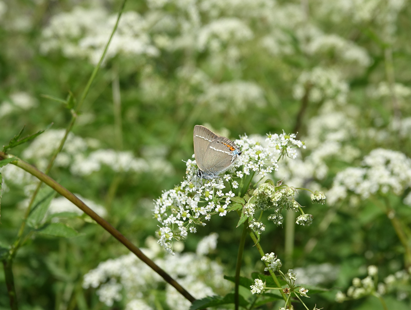 Satyrium spini - kökény-csücsköslepke