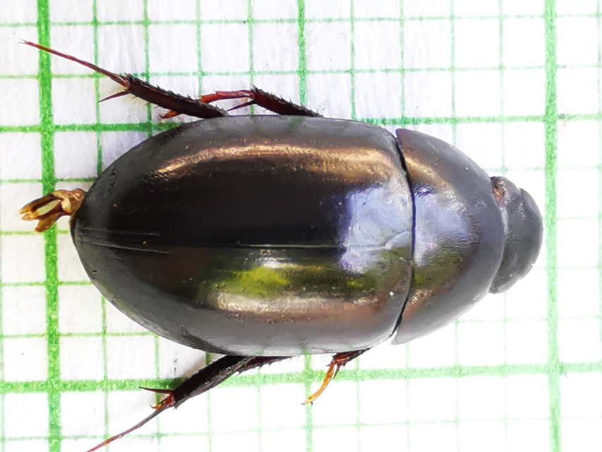 Hydrochara caraboides - kis csibor