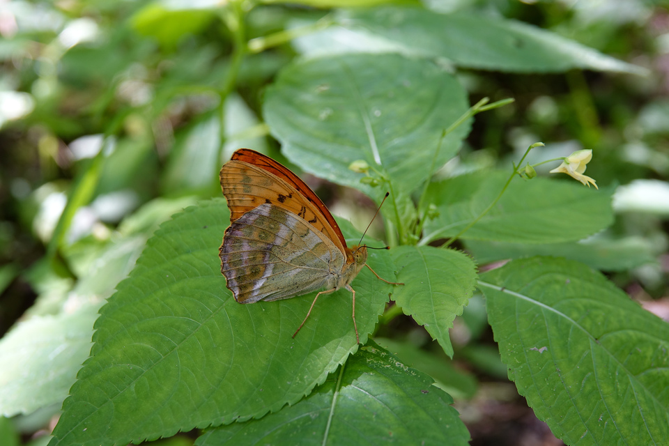 Argynnis paphia - nagy gyöngyházlepke