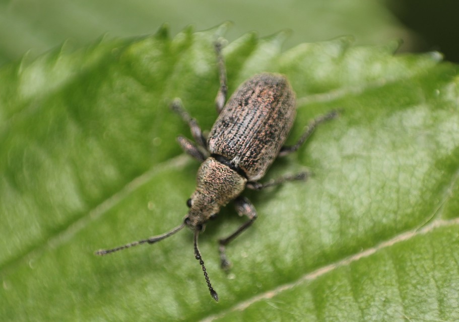 Phyllobius pyri - gyümölcsfa-levélormányos