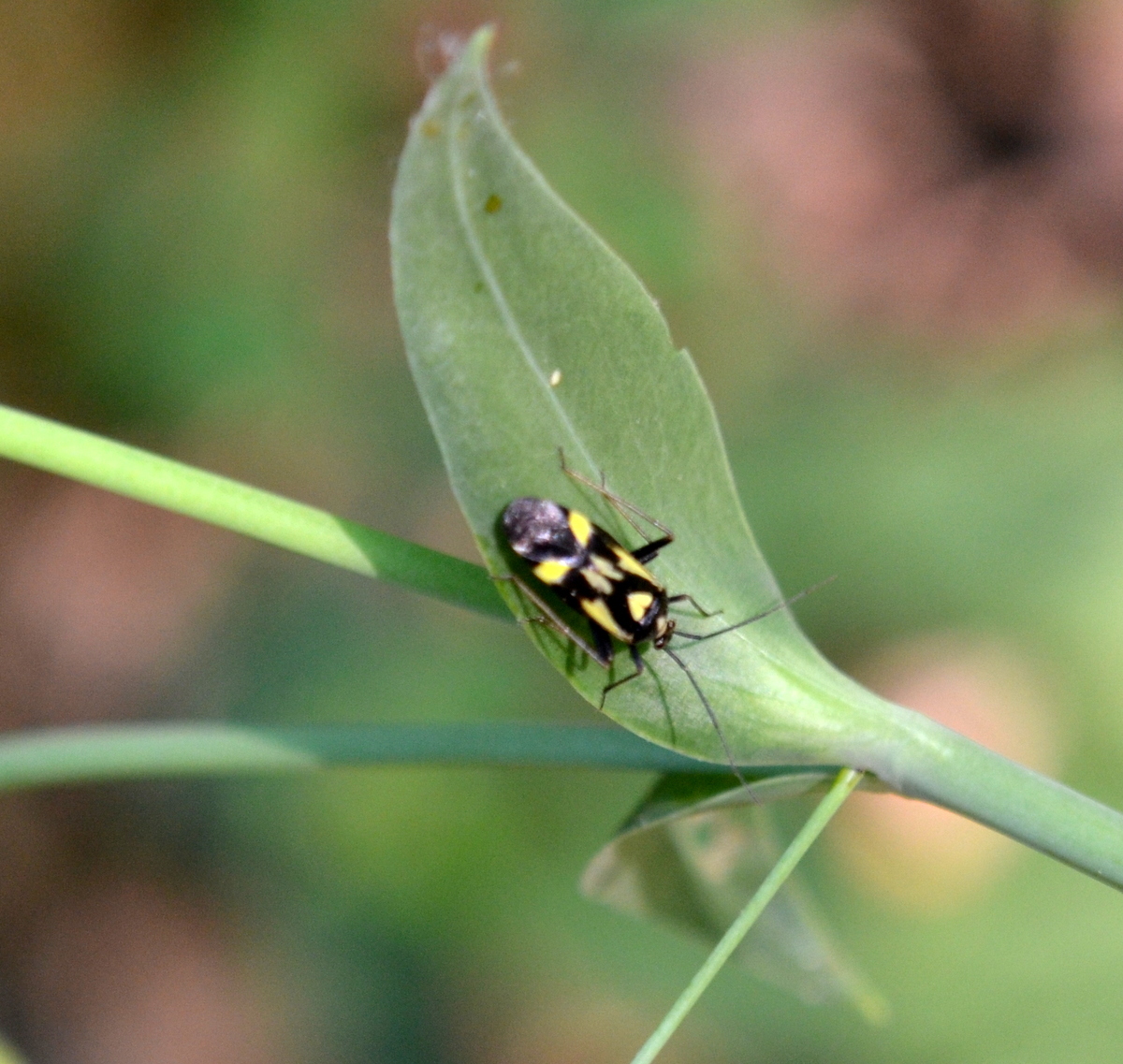 Grypocoris sexguttatus - hatpettyes díszpoloska Grypocoris sexguttatus - hatpettyes díszpoloska