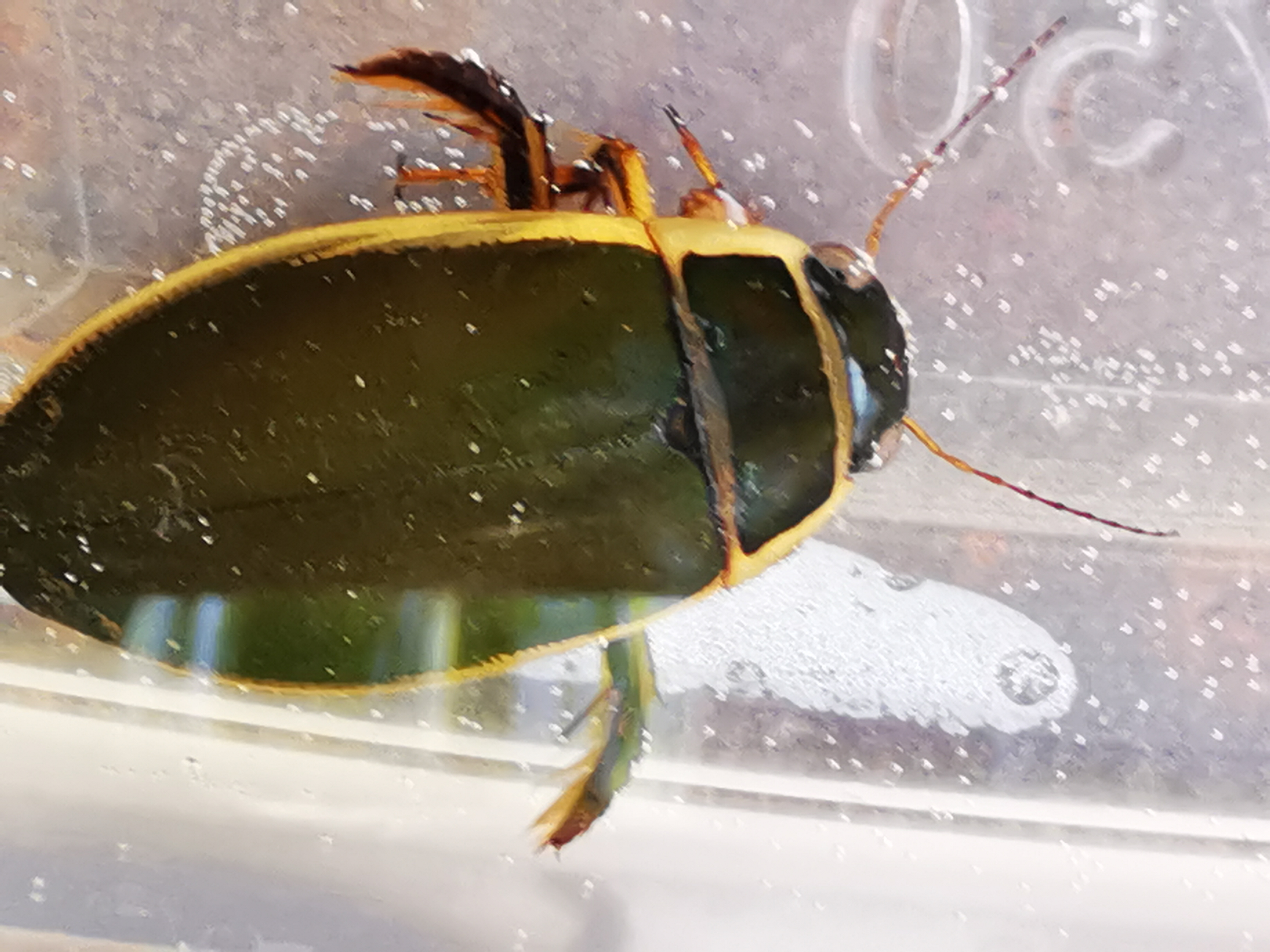 Dytiscus circumflexus - foltoshasú csíkbogár