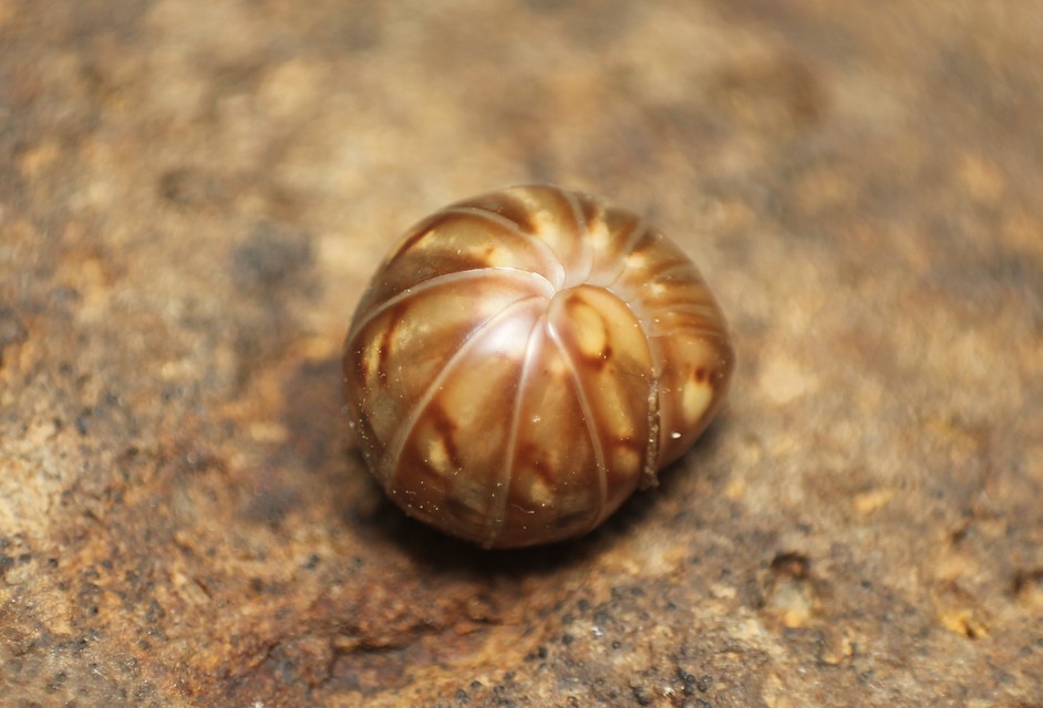 Glomeridae