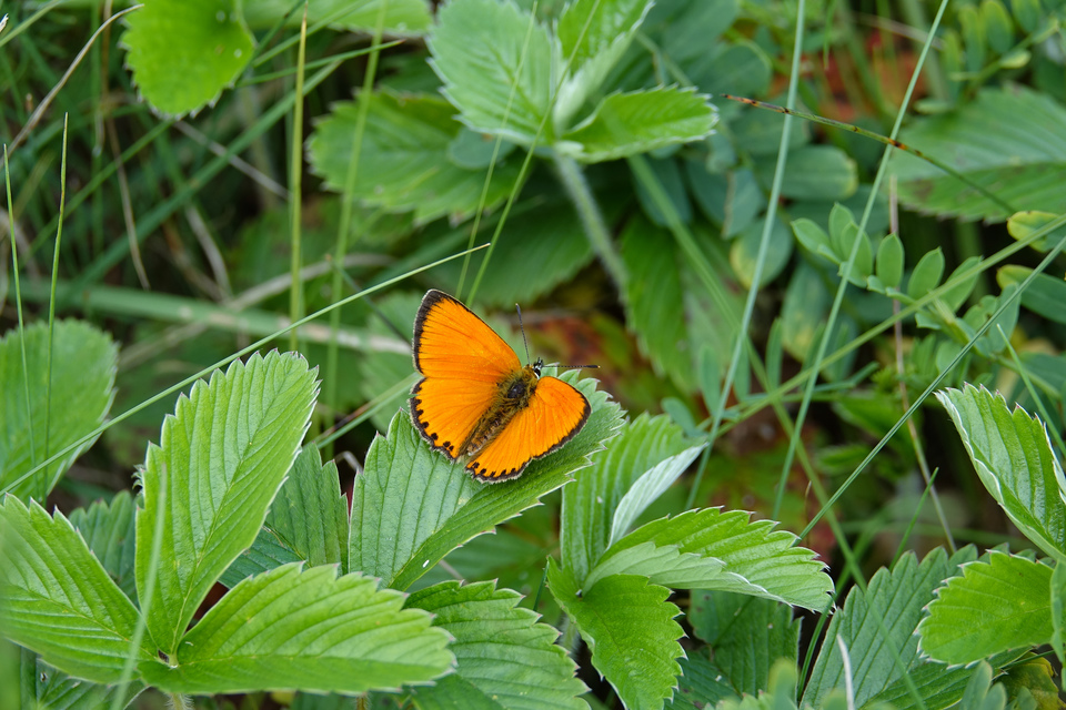 Lycaena virgaureae - arany-tűzlepke