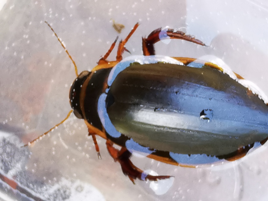 Dytiscus marginalis - szegélyes csíkbogár