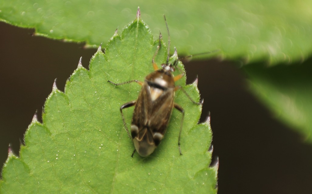 Harpocera