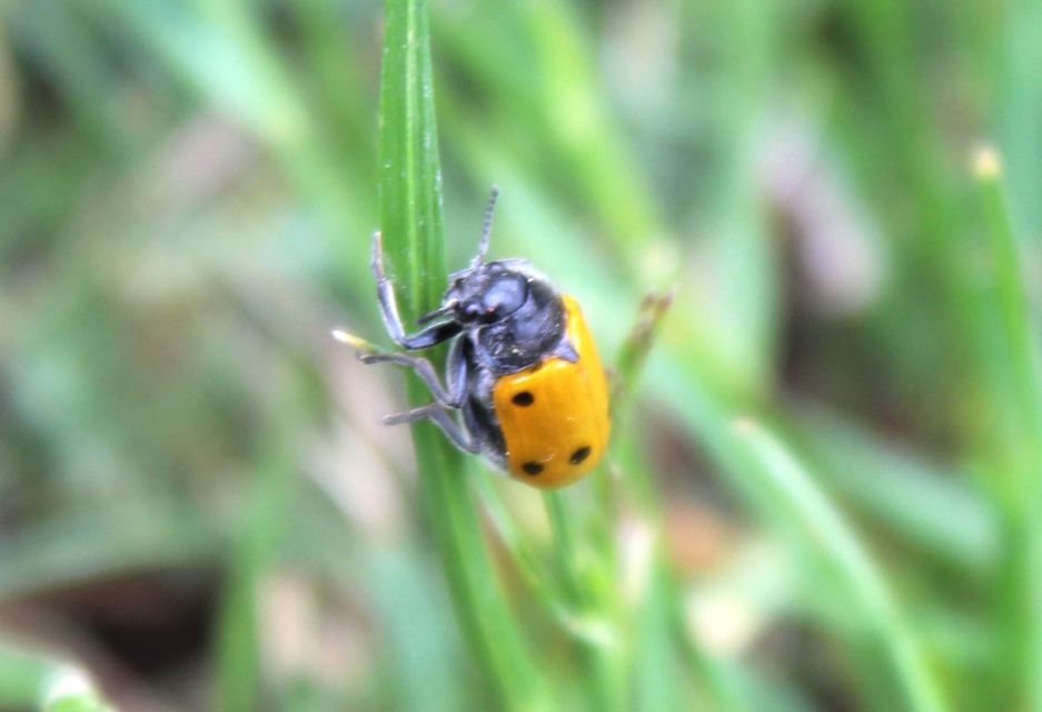 Lachnaia sexpunctata - szőrösnyakú zsákhordóbogár