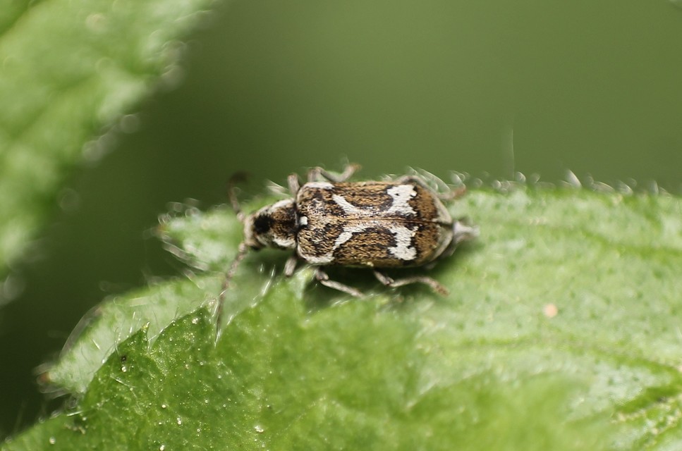 Ptinomorphus imperialis - díszes álszú