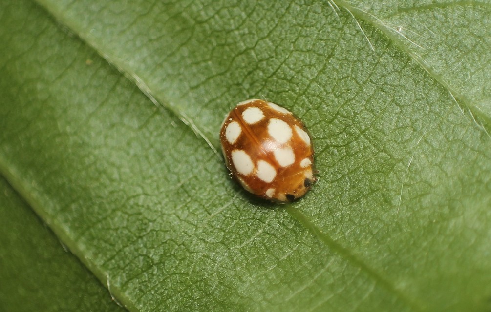 Vibidia duodecimguttata - tizenkétcseppes füsskata