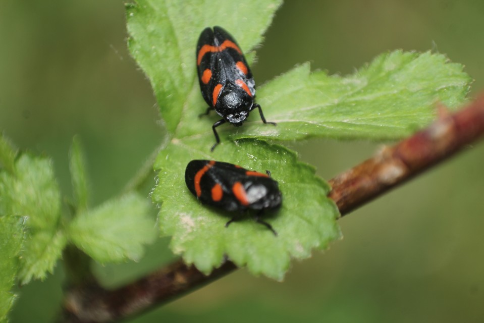 Cercopis arcuata/sanguinolenta