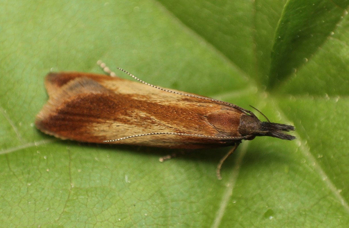 Dichomeris ustalella - barnásvörös sarlósmoly