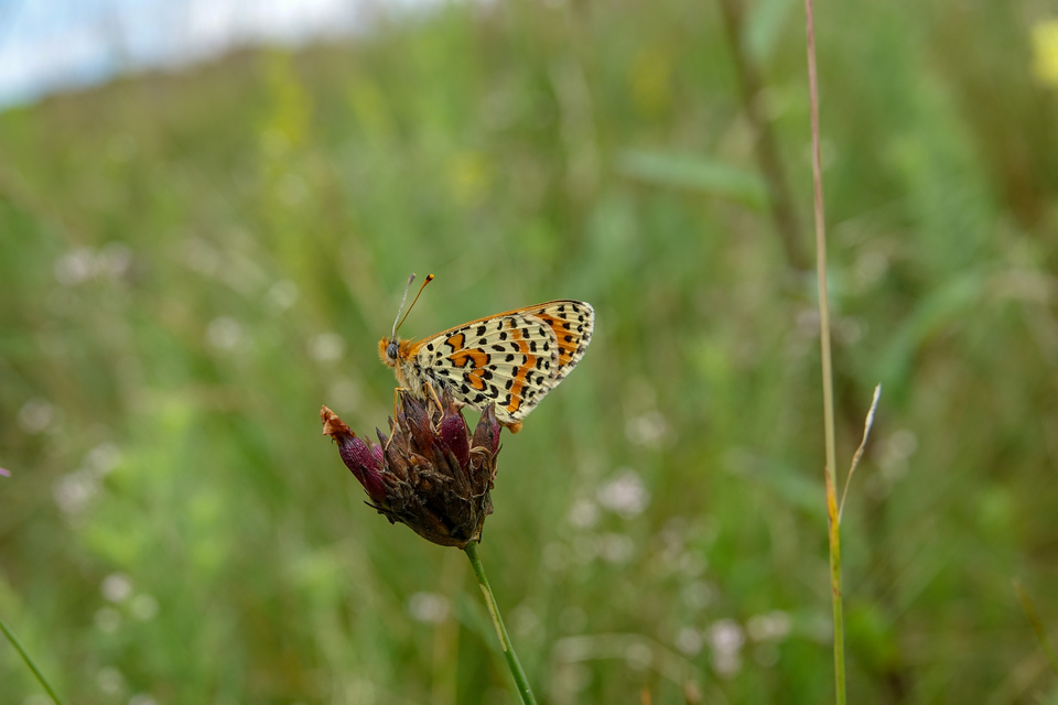Melitaea didyma - tüzes tarkalepke