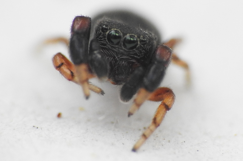Ballus rufipes