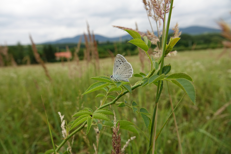 Polyommatus daphnis - csipkés boglárka