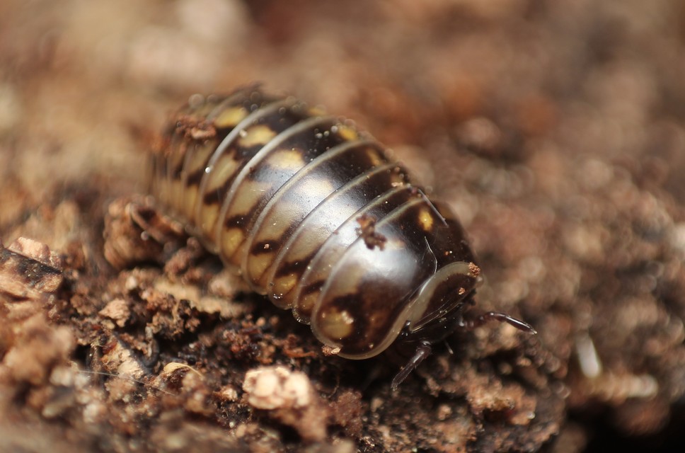 Glomeridae