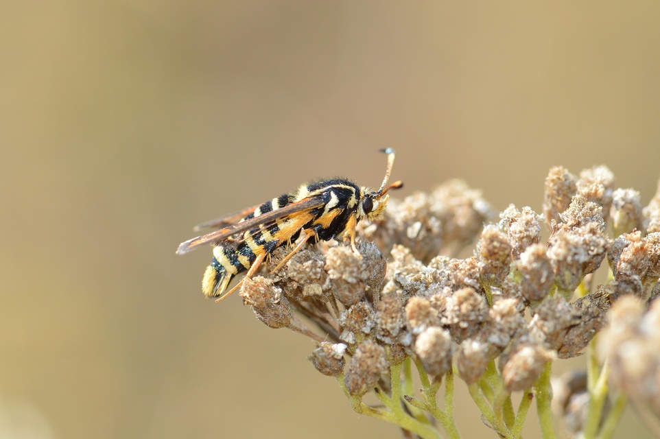 Sesiidae - szitkárfélék