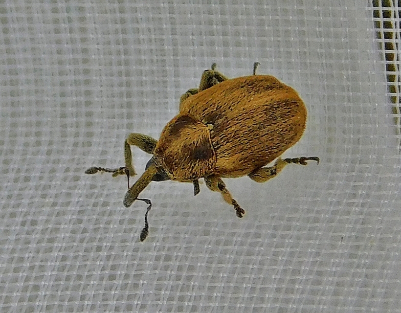 Sibinia pellucens - mécsvirágormányos
