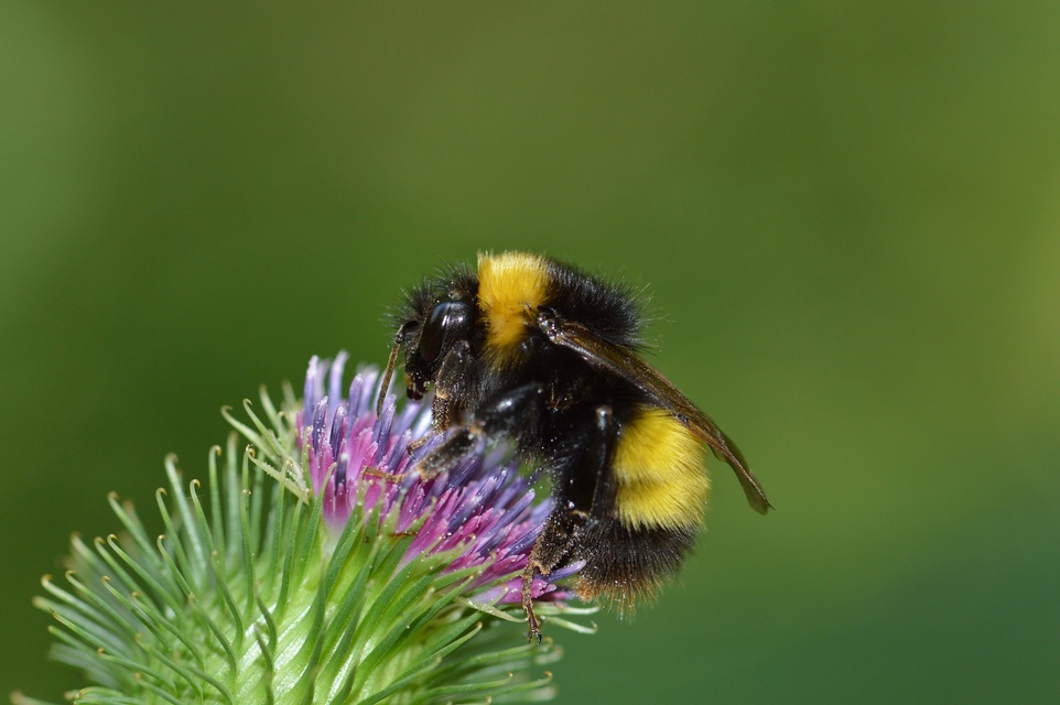 Bombus haematurus - mediterrán poszméh