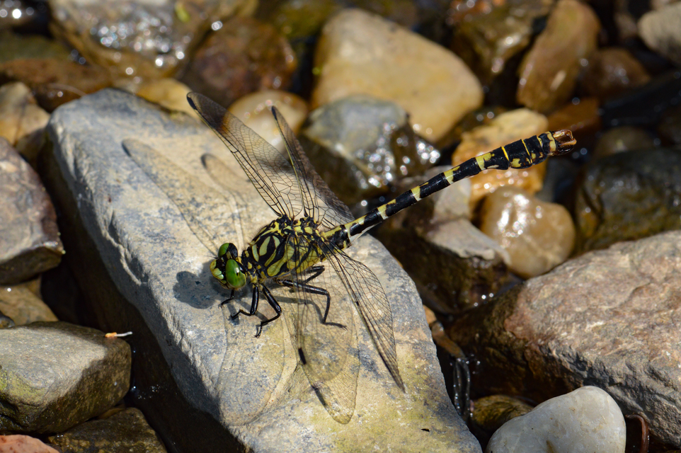 Onychogomphus forcipatus - gyűrűs folyami-szitakötő