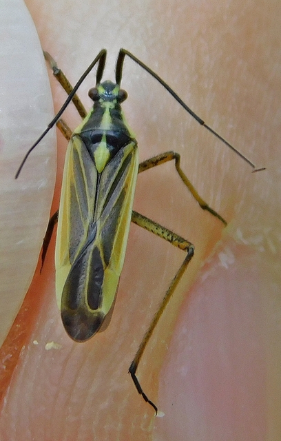 Leptopterna dolabrata - közönséges mezeipoloska