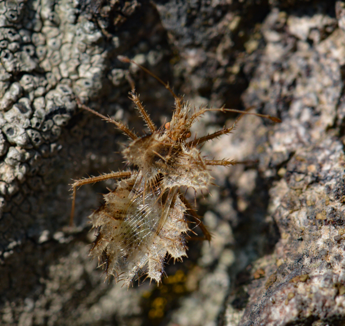 Phyllomorpha laciniata - lándzsás karimáspoloska