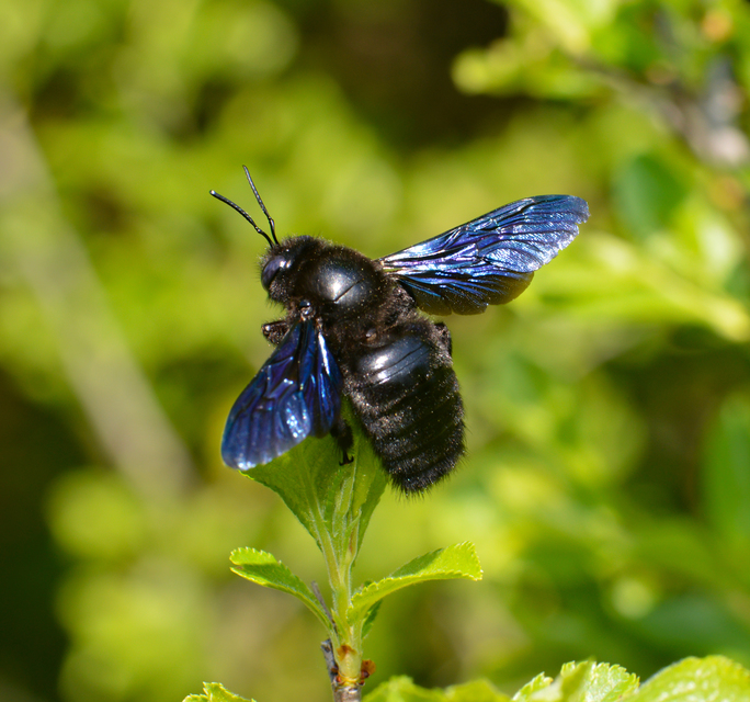 Xylocopa violacea - kék fadongó