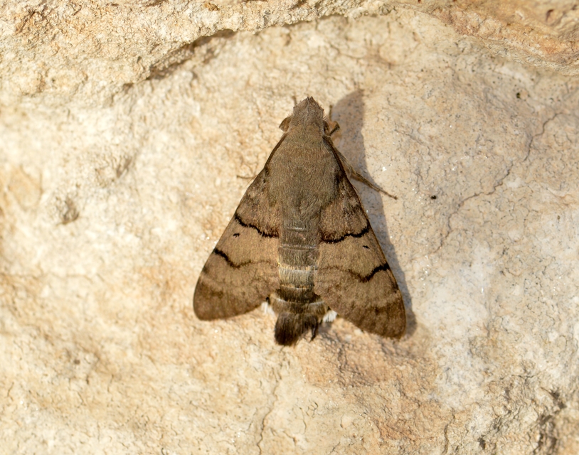 Macroglossum stellatarum - kacsafarkú szender