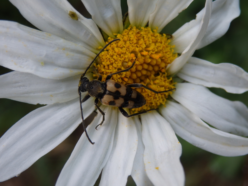Pachytodes erraticus - rajzos virágcincér