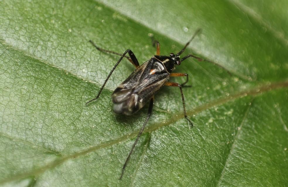 Harpocera