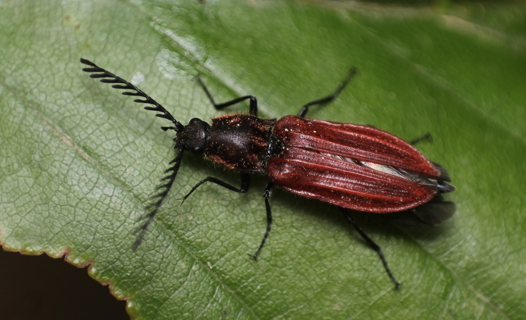 Anostirus purpureus - tűzvörös pattanó