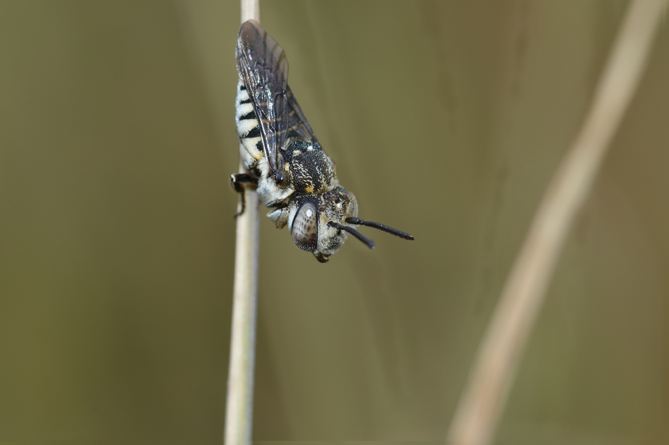 Coelioxys