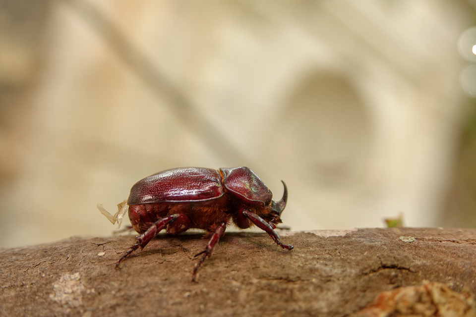 Phyllognathus excavatus