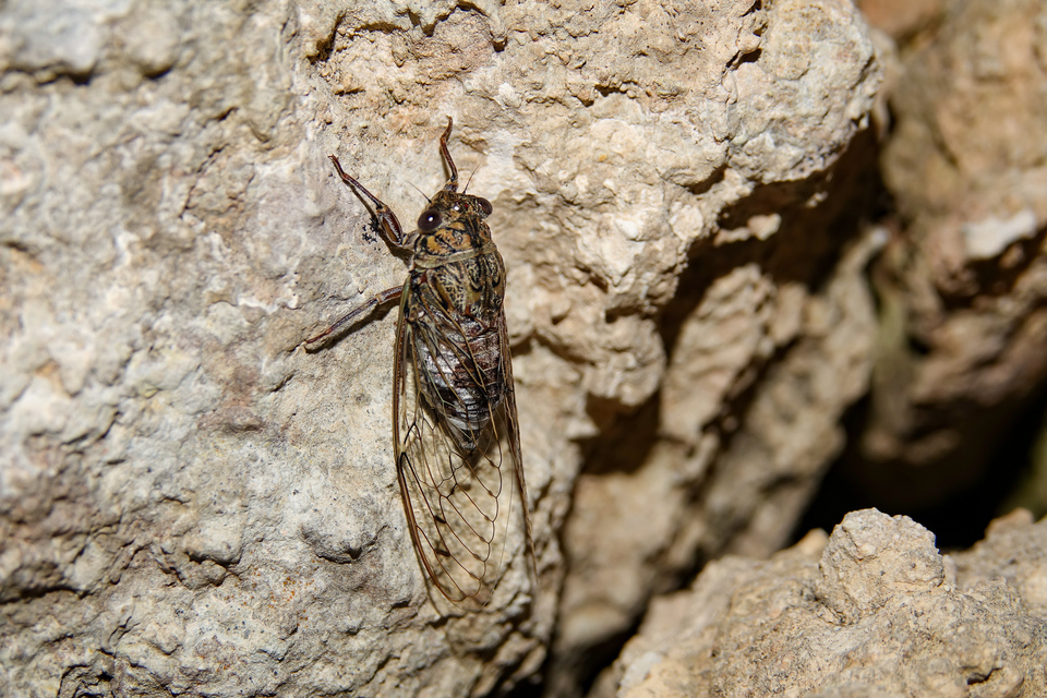 Cicada orni - mannakabóca