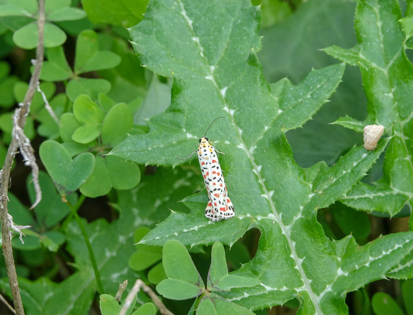 Utetheisa pulchella - vérpettyes medvelepke