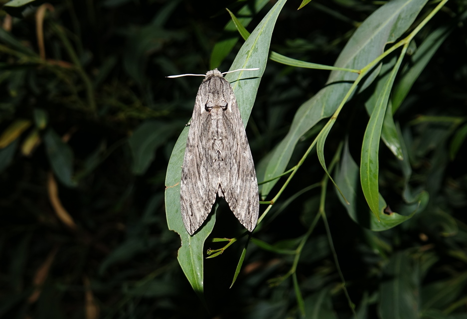 Agrius convolvuli - szulákszender