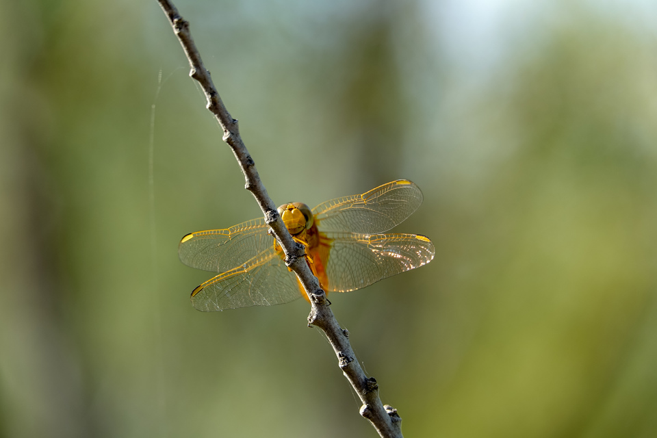 Crocothemis erythraea - skarlát szitakötő