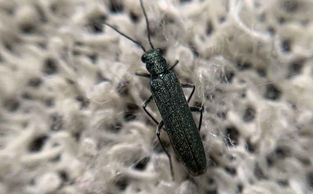 Oedemera lurida - mezei álcincér