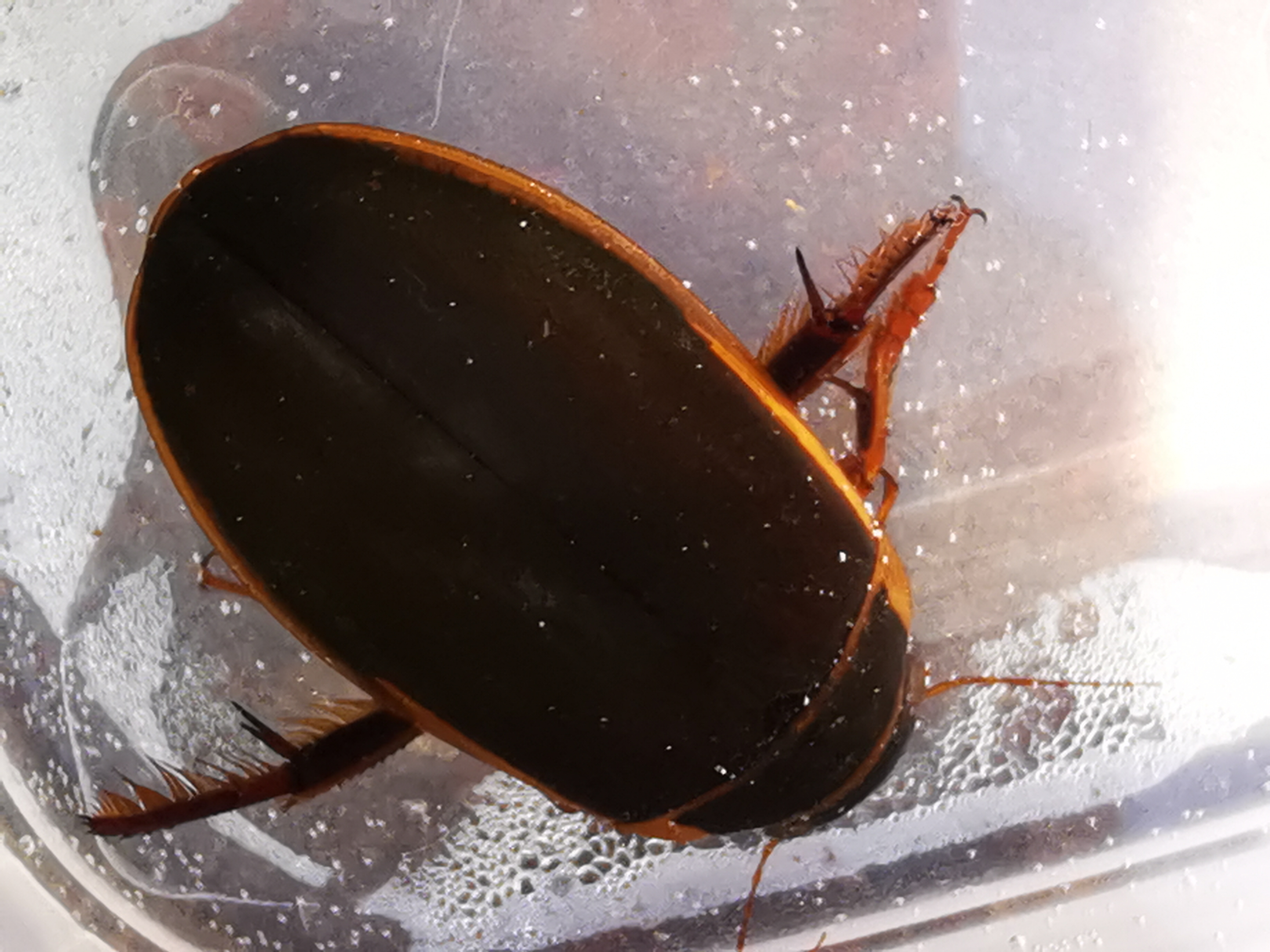 Dytiscus circumcinctus - barnahasú csíkbogár