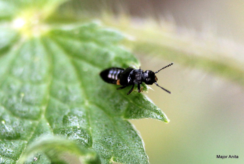 Anotylus Anotylus