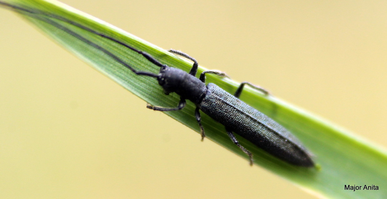 Theophilea subcylindricollis - hengeres szalmacincér