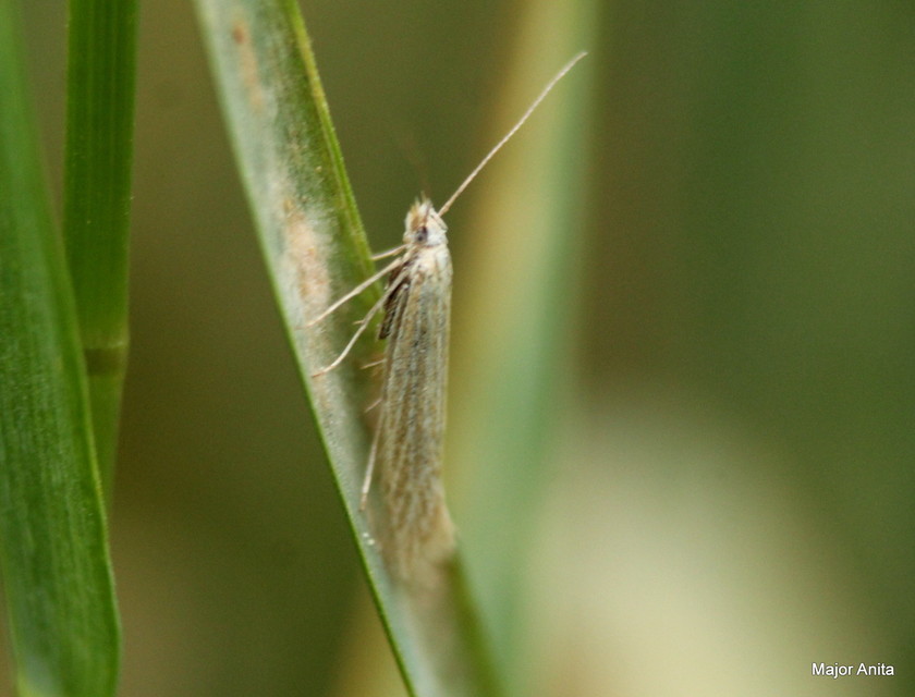 Coleophora