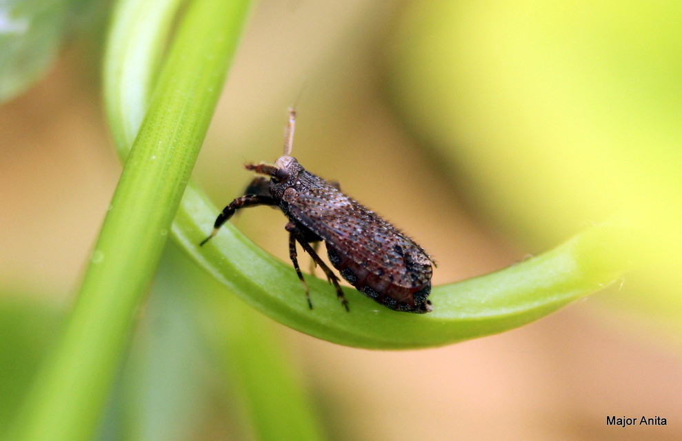 Asiraca clavicornis