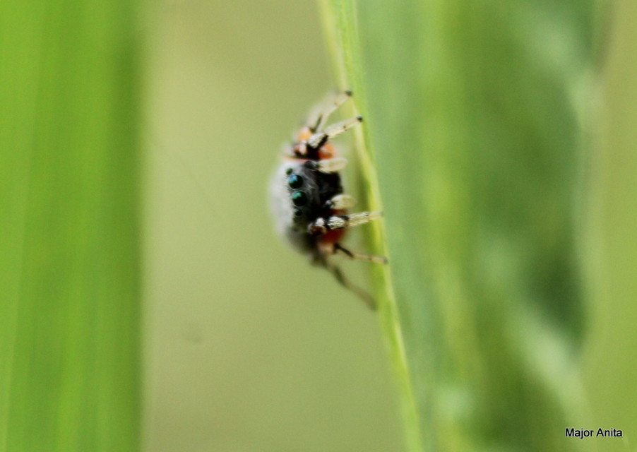 Ballus rufipes