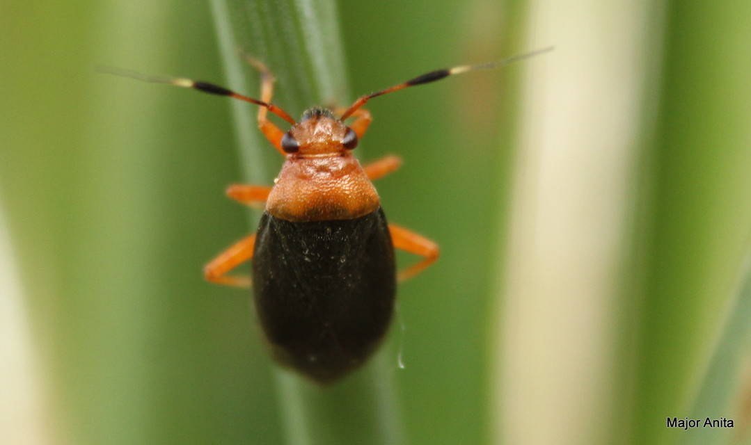 Capsus ater - fekete mezeipoloska